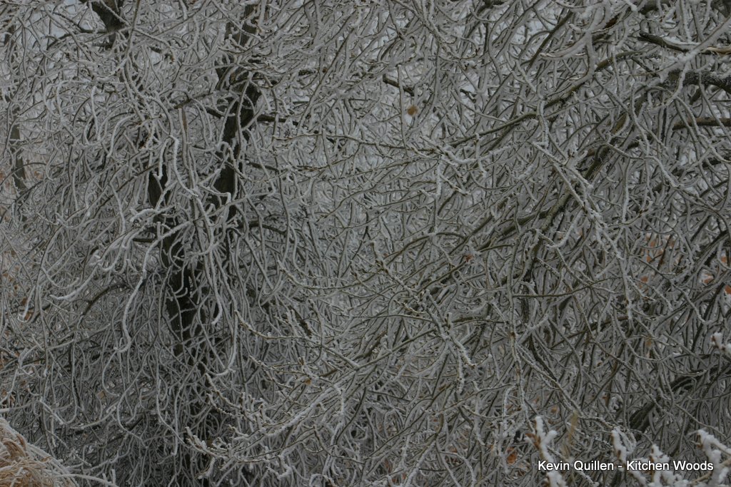 Frosted Branches - #3